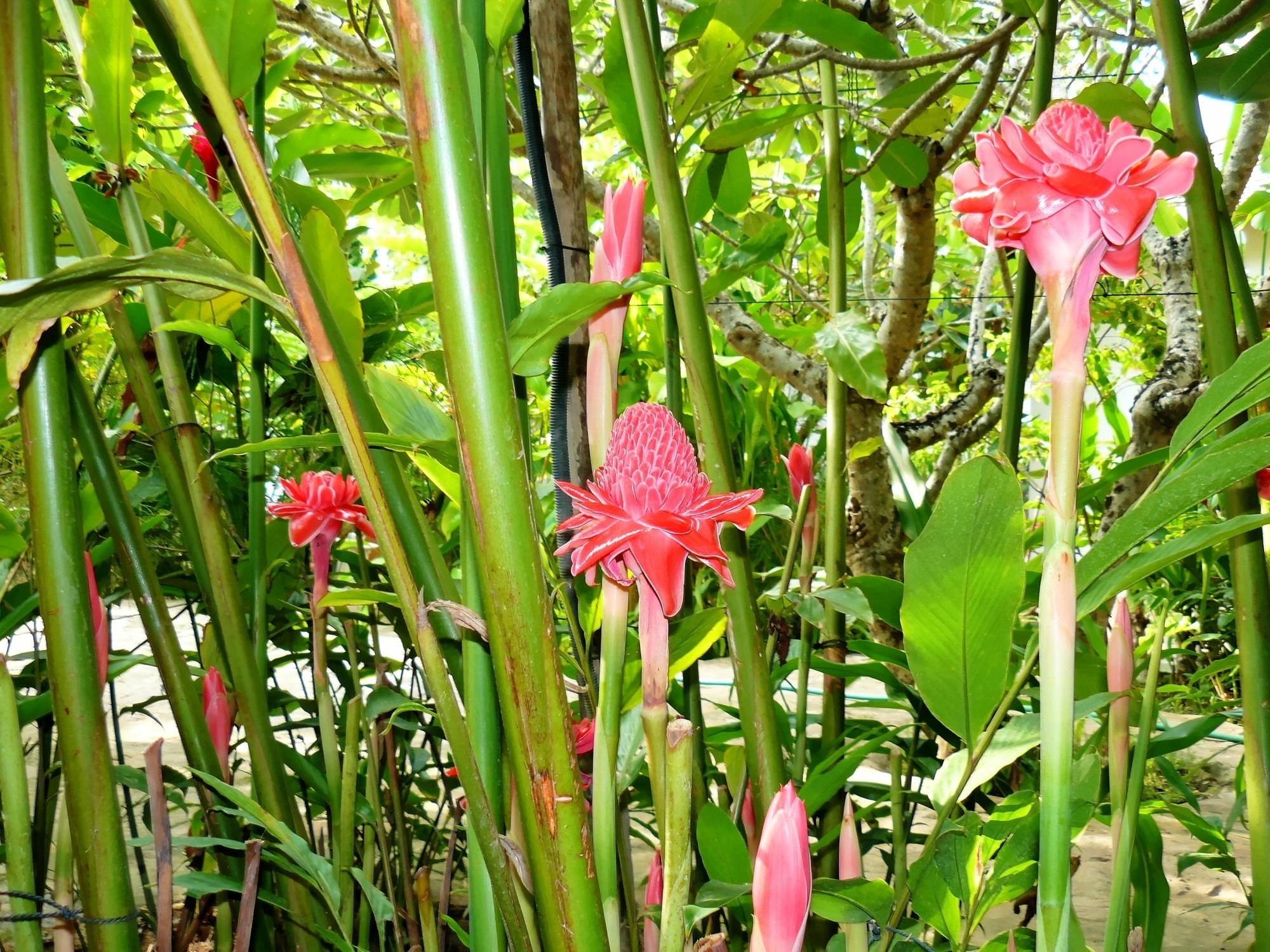 Mealea Resort Kep Exterior foto